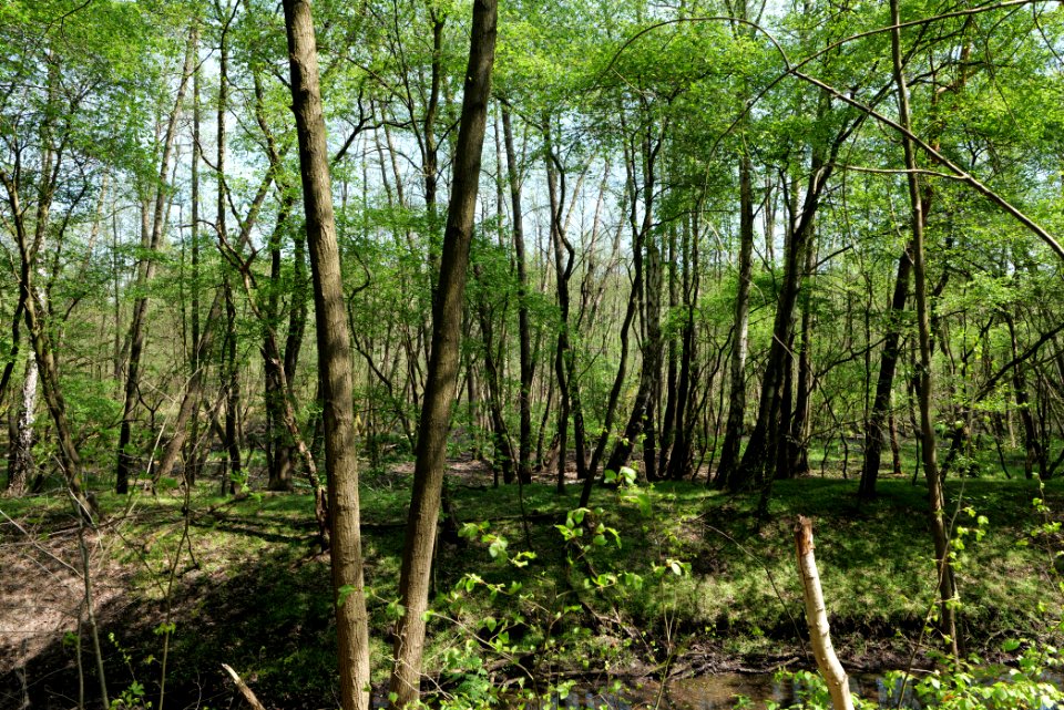 Ehemaliger Blankenfelder See 2021-05-11 40