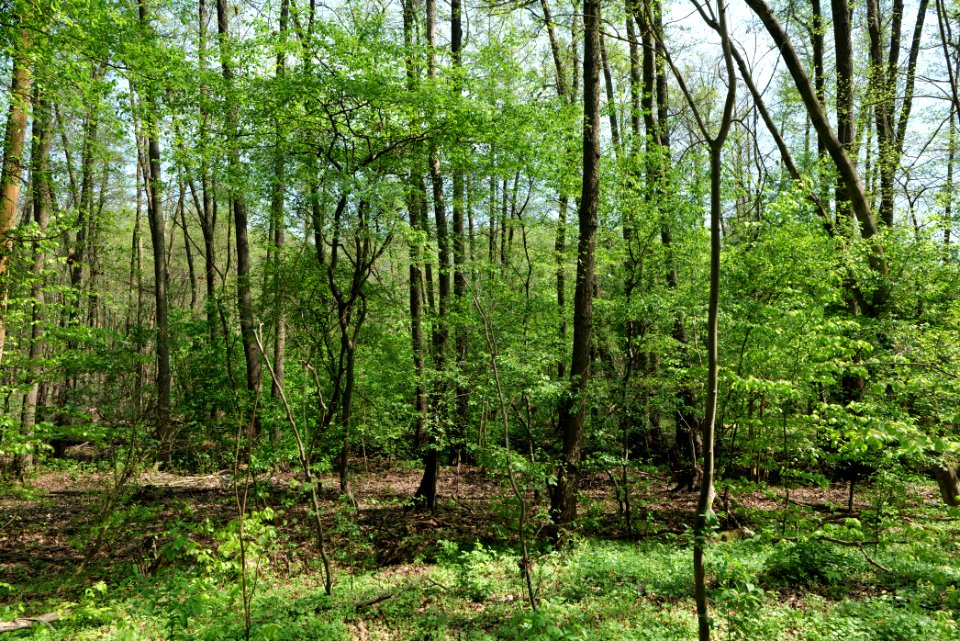 Ehemaliger Blankenfelder See 2021-05-11 14