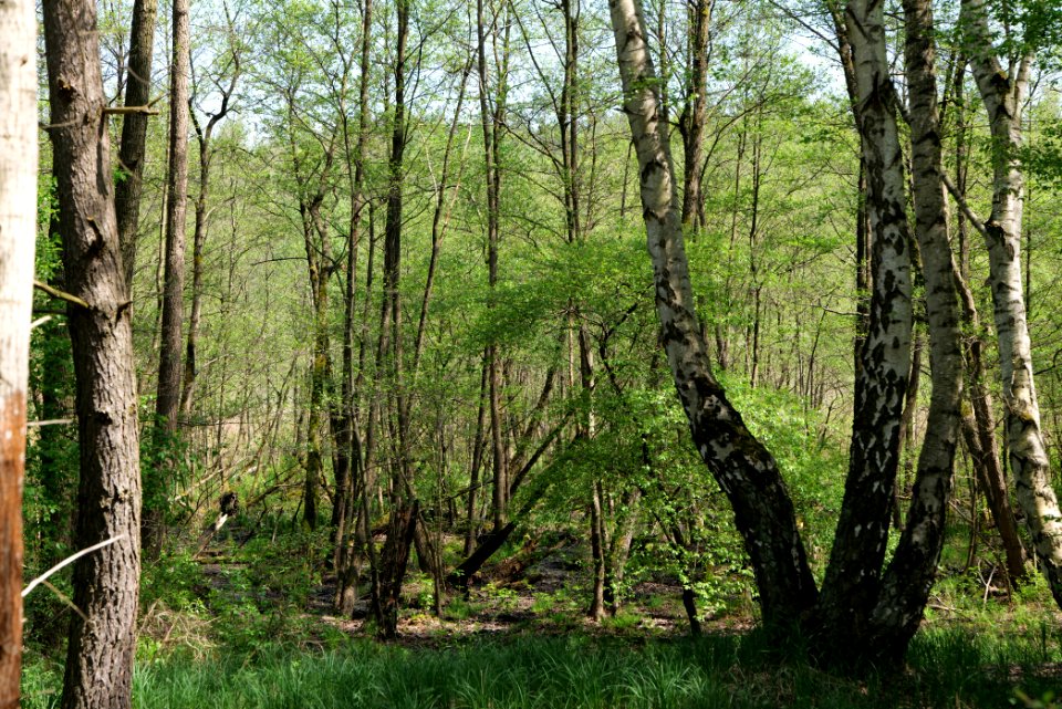 Ehemaliger Blankenfelder See 2021-05-11 43