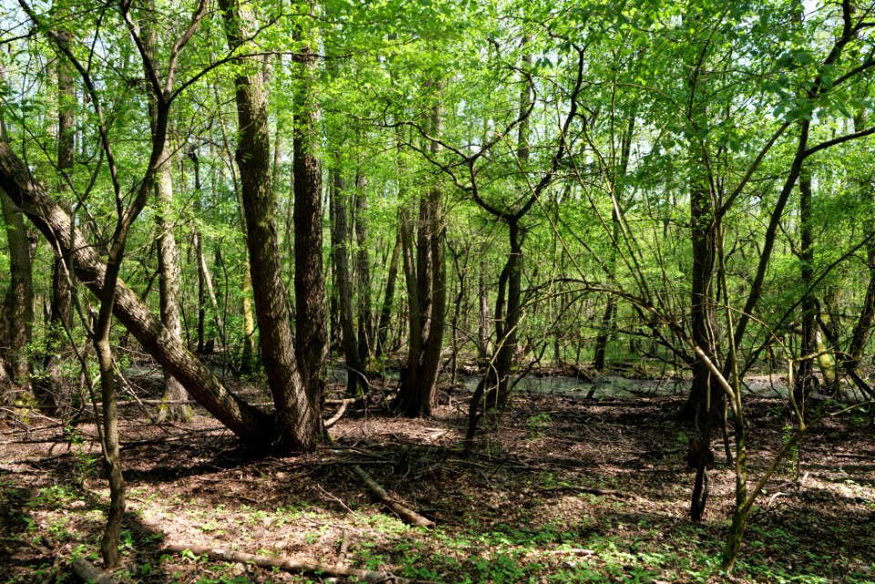 Ehemaliger Blankenfelder See 2021-05-11 25