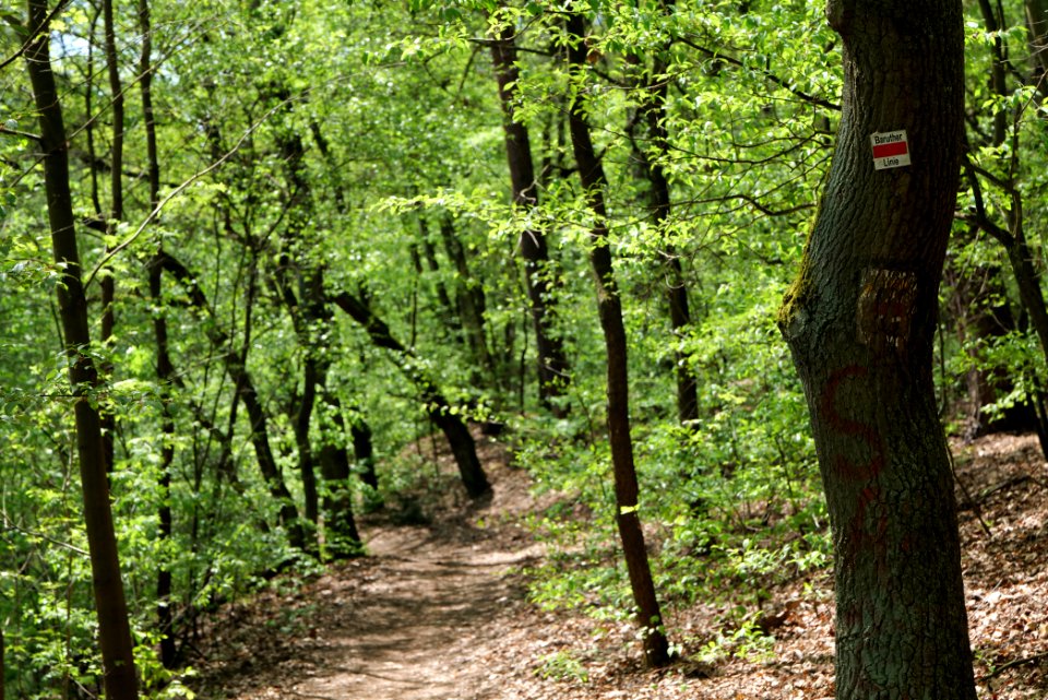 Ehemaliger Blankenfelder See 2021-05-11 78