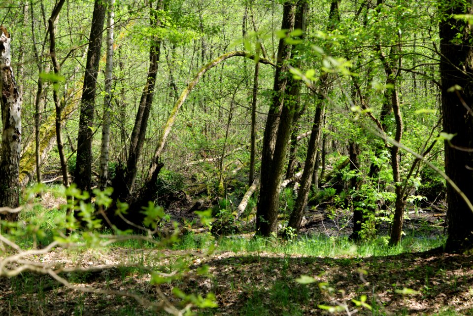 Ehemaliger Blankenfelder See 2021-05-11 74