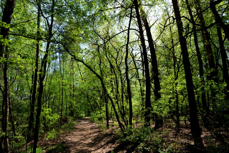Ehemaliger Blankenfelder See 2021-05-11 57