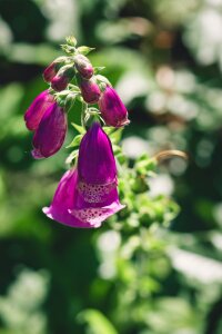 Flower plant close up