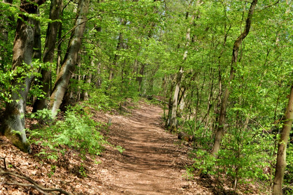 Ehemaliger Blankenfelder See 2021-05-11 73