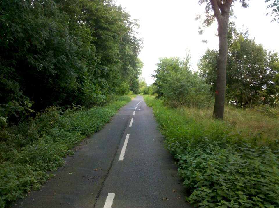 Ehemalige S 1 (Staatsstraße 1) im Tannenwald nördlich von Leipzig-Lindenthal -Blickrichtung-Nord- im September 2017