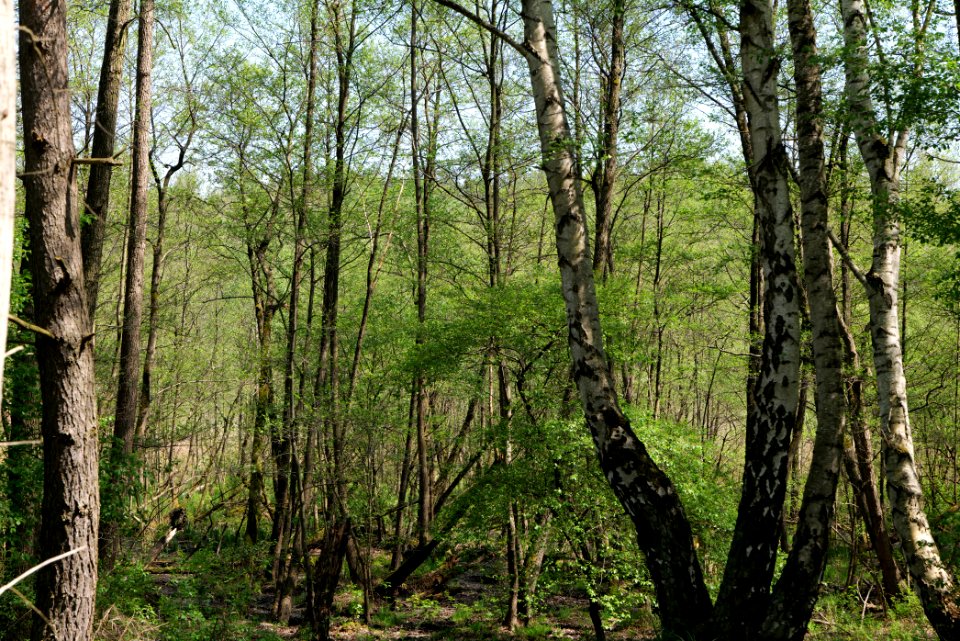 Ehemaliger Blankenfelder See 2021-05-11 44