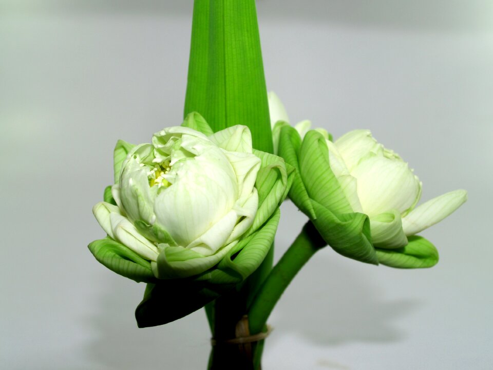 Decoration blooming aquatic