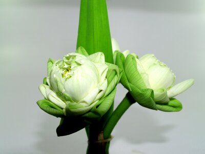 Decoration blooming aquatic