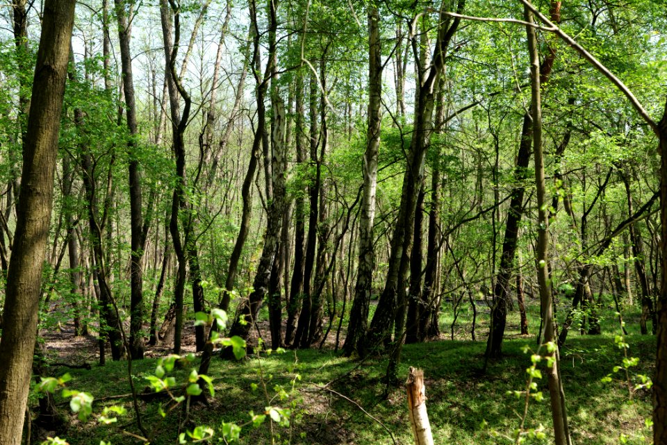 Ehemaliger Blankenfelder See 2021-05-11 41