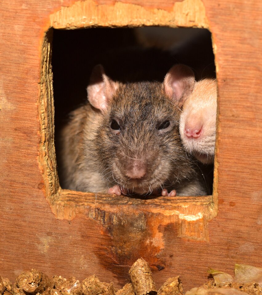 Nager color rat cute