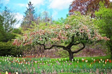 Nature blossoms blossoming