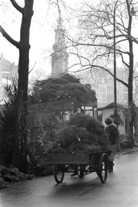 Eerste kerstbomen op de bloemenmarkt te Amsterdam, Bestanddeelnr 910-8678