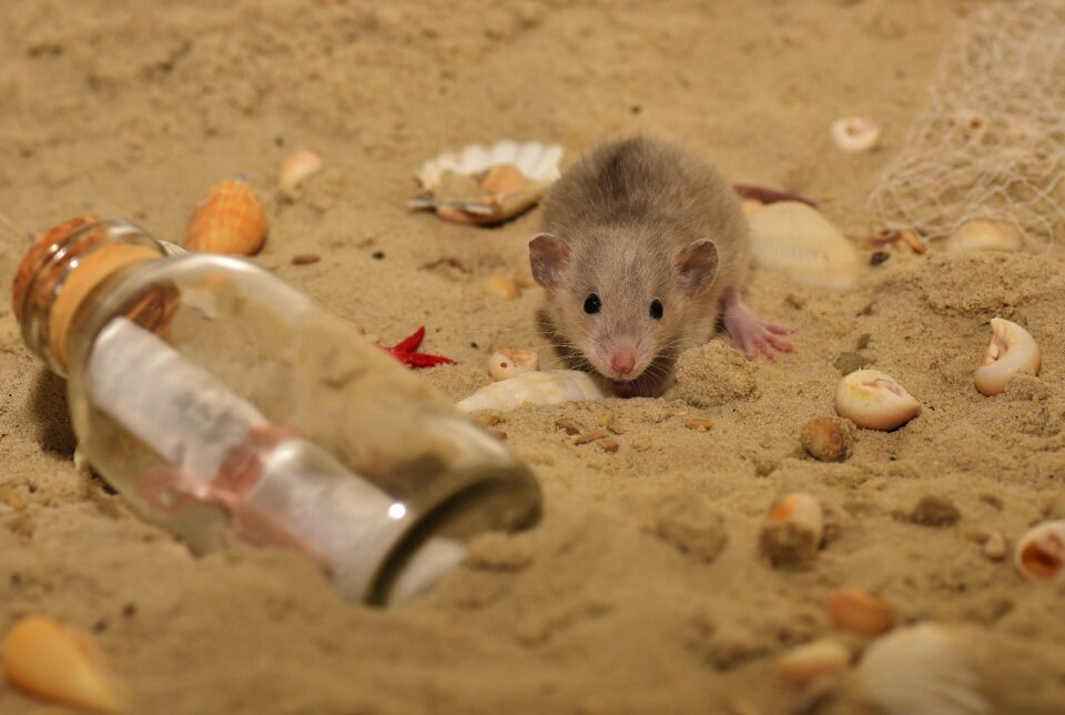 Nager color rat cute
