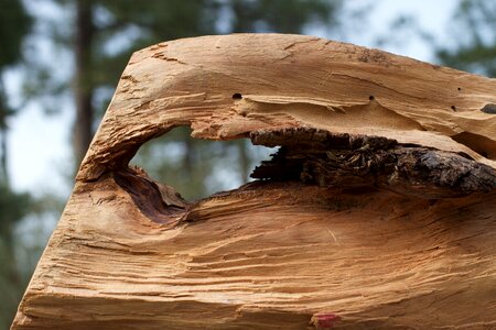 Hole weathered hardwood