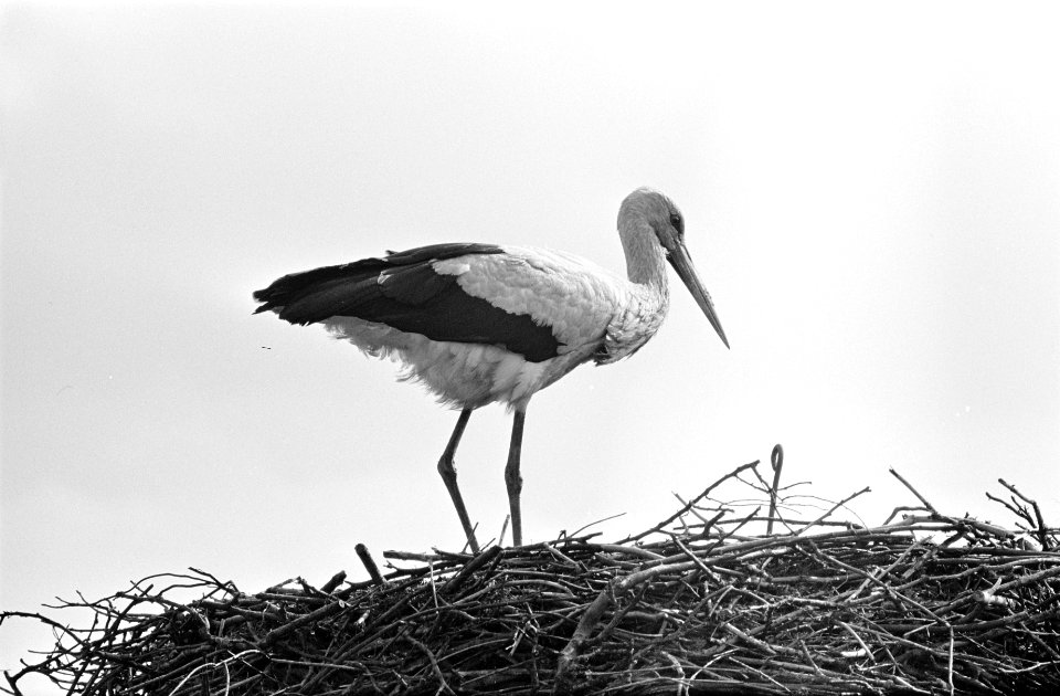 Eerste ooievaars weer in ons land, een ooievaar op zijn nest te Oudewater op het, Bestanddeelnr 916-3079