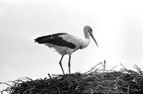 Eerste ooievaars weer in ons land, een ooievaar op zijn nest te Oudewater op het, Bestanddeelnr 916-3079