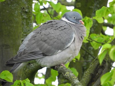 Bird nature bird pigeon photo