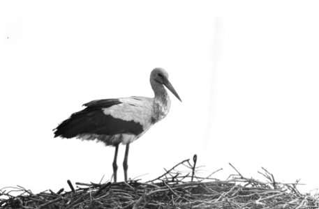 Eerste ooievaars weer in ons land, een ooievaar op zijn nest te Oudewater op het, Bestanddeelnr 916-3080