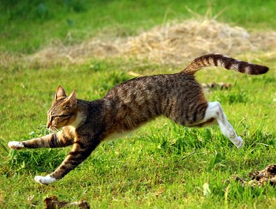 Domestic cat mackerel grass photo