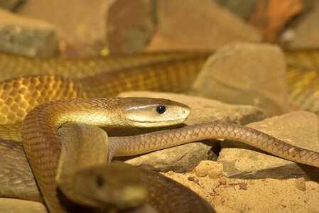 Reptile toxic creature