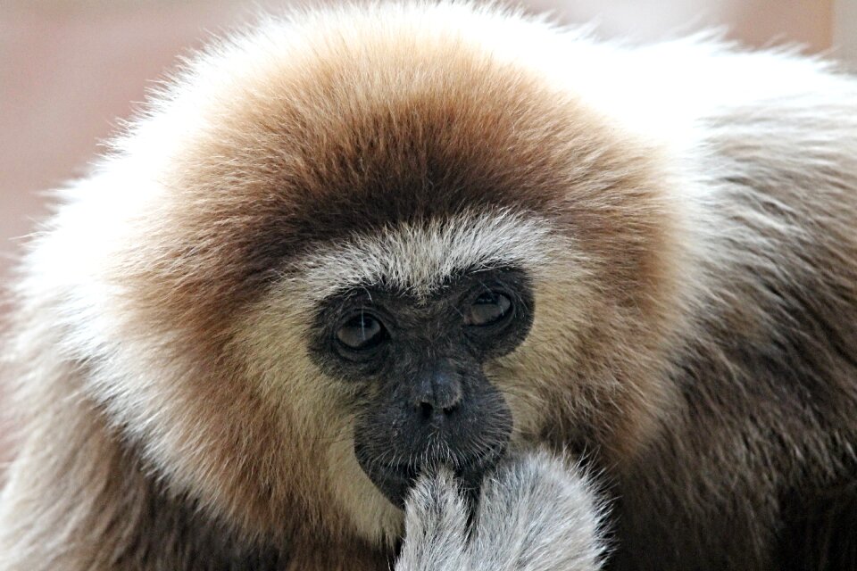 Ape zoo animal world