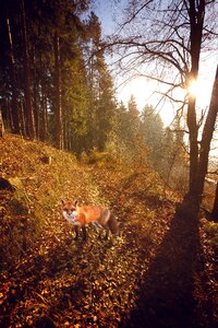 Red fox animal portrait fauna photo