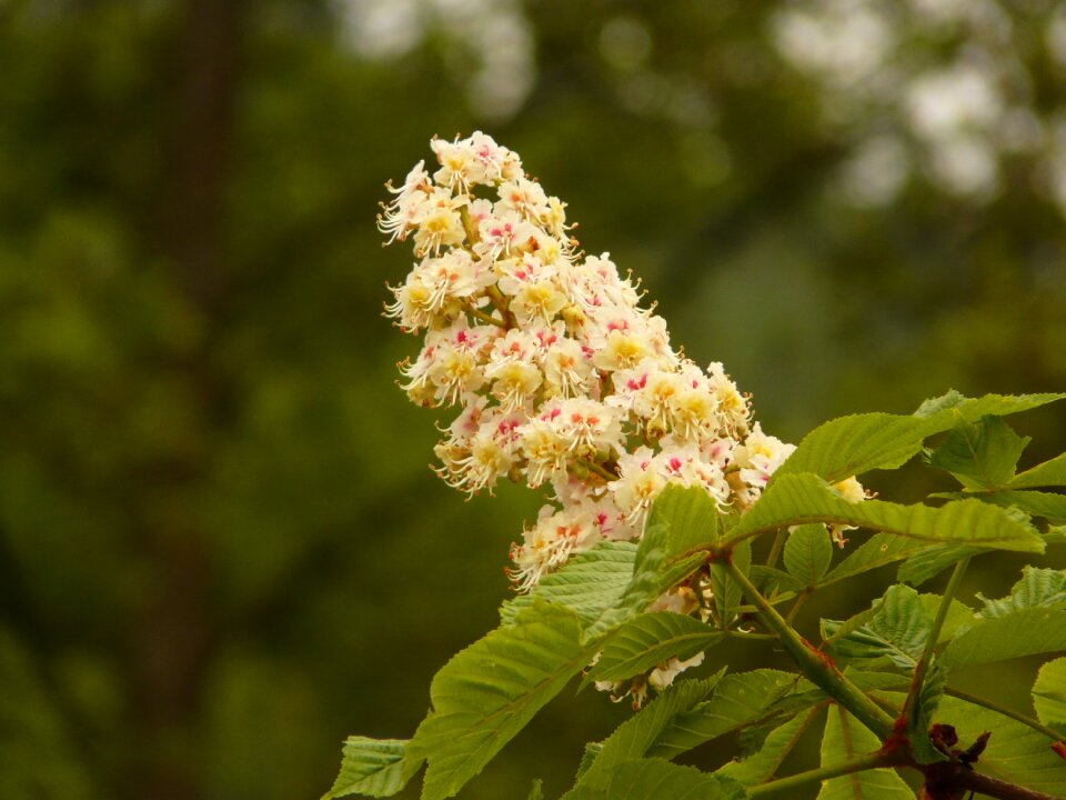 Inflorescence spring bloom