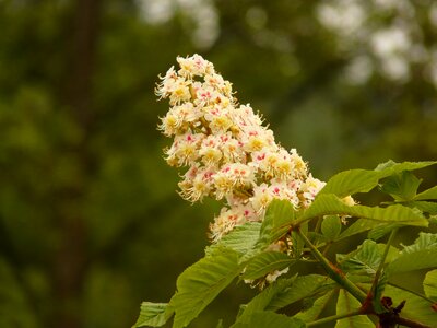 Inflorescence spring bloom photo