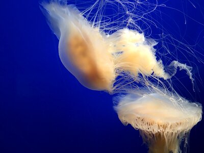Jellyfish monterey bay aquarium blue photo
