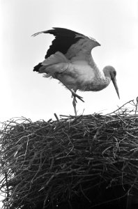 Eerste ooievaars weer in ons land, een ooievaar op zijn nest te Oudewater op het, Bestanddeelnr 916-3077