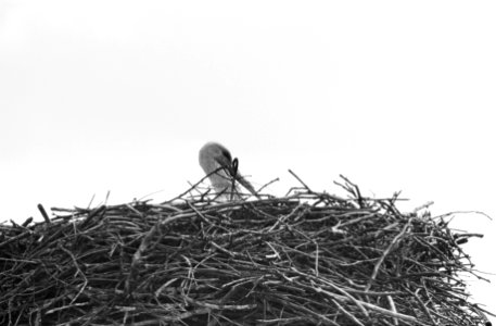 Eerste ooievaars weer in ons land, een ooievaar op zijn nest te Oudewater op het, Bestanddeelnr 916-3078