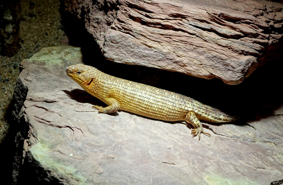 Egernia stokesii - Wilhelma Zoo - Stuttgart, Germany - DSC02463