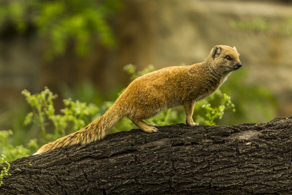 Zoo mongoose mammal photo