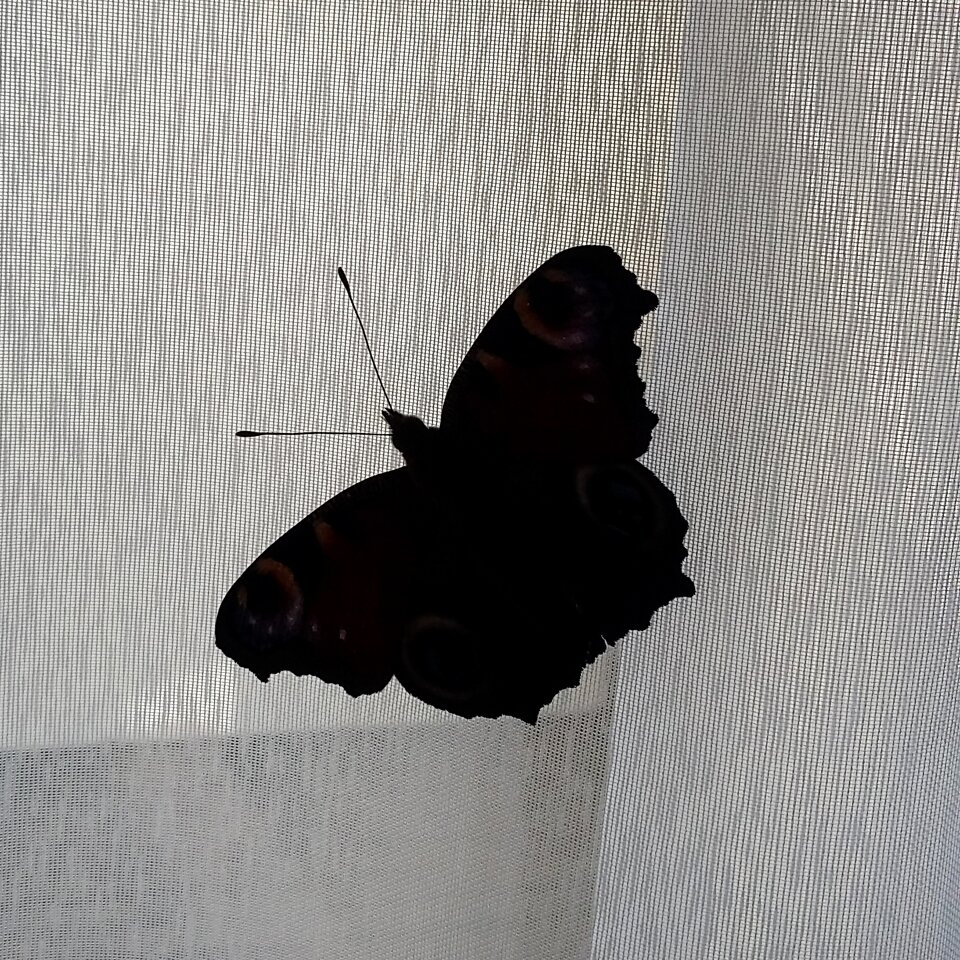 Silhouette babôčka insects