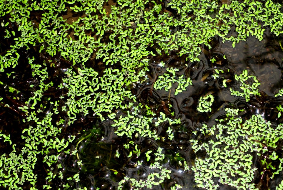 Egeria densa - Botanischer Garten - Heidelberg, Germany - DSC01288
