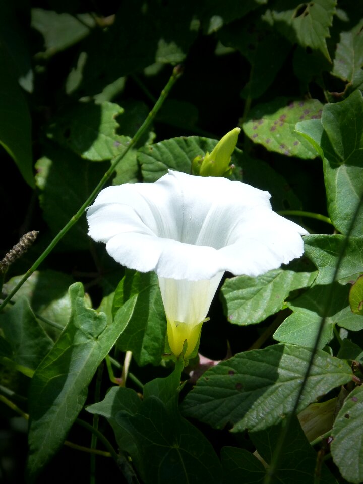 Bell wild flower campanula