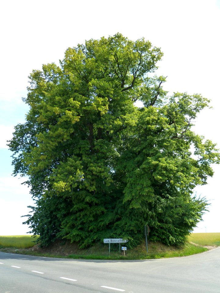 Eghezee-Tumulus aux Six Frères (4)