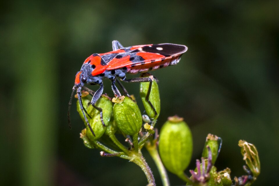 Macro nature beetle