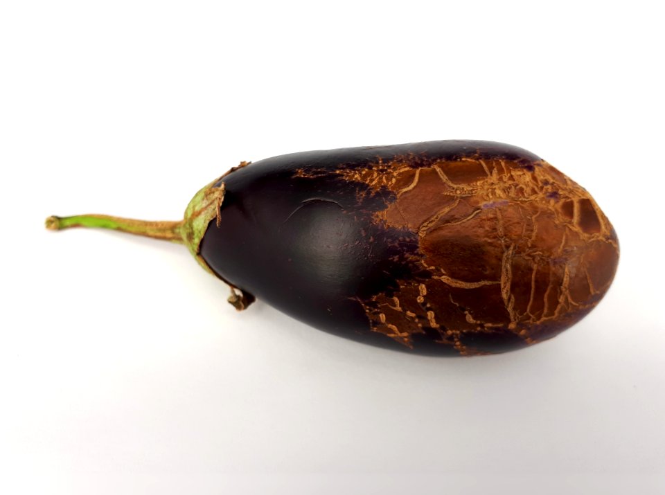 Eggplant scab 2017 G1