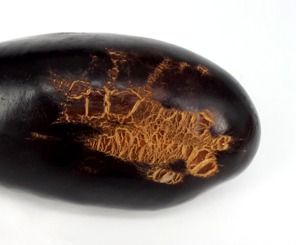 Eggplant scab 2017 B2