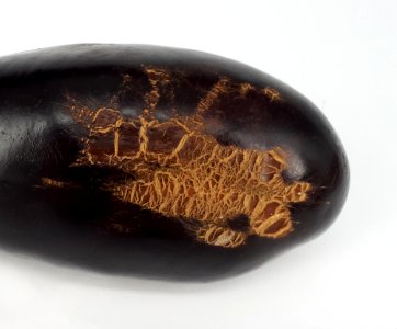 Eggplant scab 2017 B2