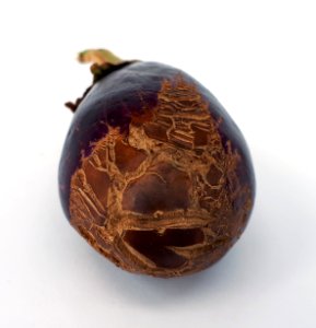 Eggplant scab 2017 H3