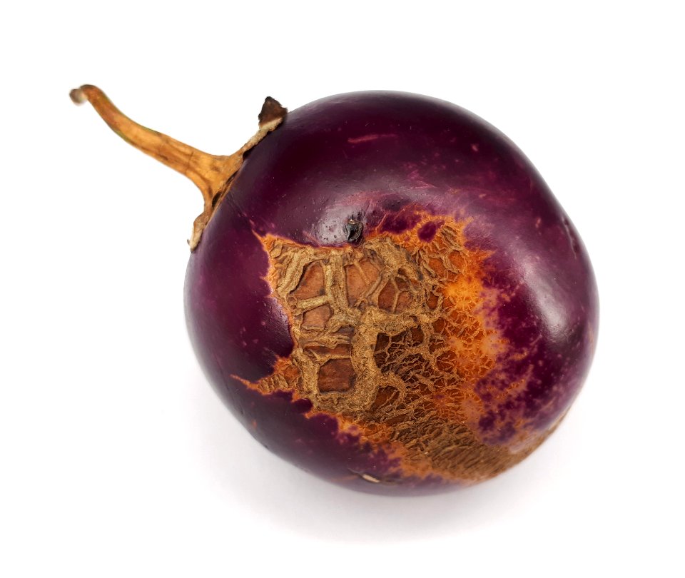Eggplant scab 2017 P