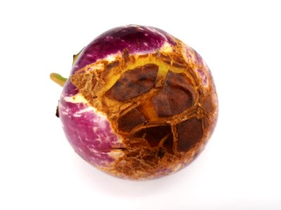 Eggplant scab 2017 L