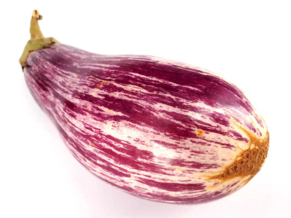 Eggplant scab 2017 O