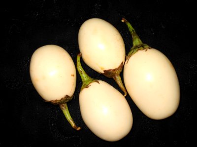 Egg plant