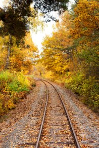 Rail tree autumn