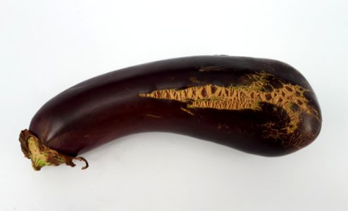 Eggplant scab 2017 A1