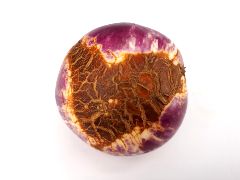 Eggplant scab 2017 M2